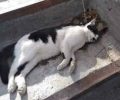 Τρεις γάτες νεκρές από φόλες στο Ελληνικό Αττικής