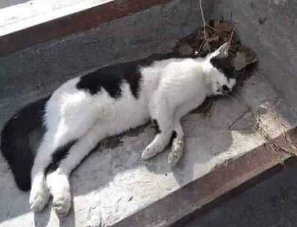 Τρεις γάτες νεκρές από φόλες στο Ελληνικό Αττικής