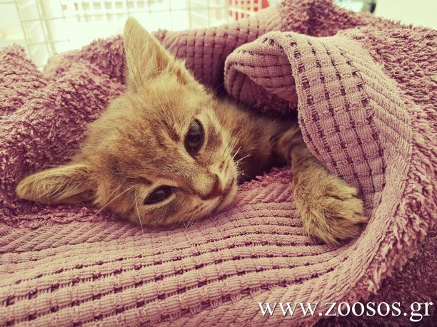 Το τελευταίο όνειρο του αδέσποτου ορφανού Σκουπιδάκη