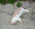 Γάτες νεκρές από φόλες στις Γούρνες Ηρακλείου Κρήτης
