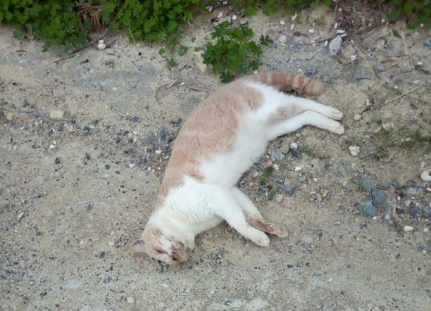 Γάτες νεκρές από φόλες στις Γούρνες Ηρακλείου Κρήτης