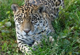 Ερώτηση στη Βουλή από τον Γ. Αμυρά για τη δολοφονία των δύο τζάγκουαρ στο Αττικό Ζωολογικό Πάρκο