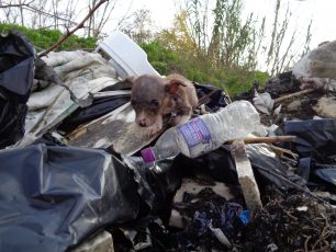 Καρδίτσα: Έσωσε το κουταβάκι που βρήκε πεταμένο ανάμεσα σε σκουπίδια και μπάζα (βίντεο)
