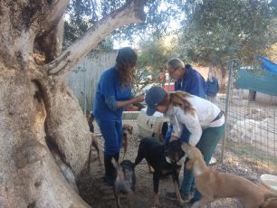 Δωρεάν εμβολιασμός 210 σκυλιών στην Κεφαλλονιά χάρη στη συνεργασία φιλοζωικών σωματείων και εθελοντών κτηνιάτρων