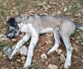 Τρία σκυλιά νεκρά από φόλες στη Γαλήνη Κινέτας Αττικής
