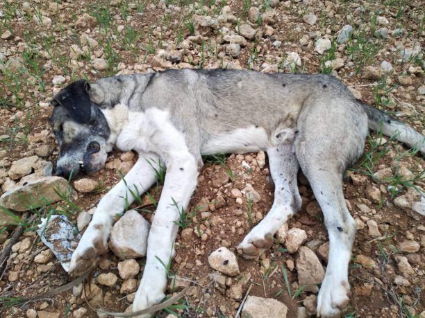 Τρία σκυλιά νεκρά από φόλες στη Γαλήνη Κινέτας Αττικής