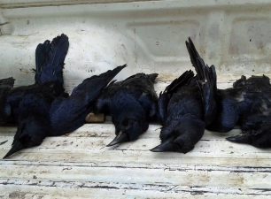 Πέλλα: Τέσσερα σκυλιά και τέσσερα κοράκια νεκρά από φόλες στο Καϊμακτσαλάν