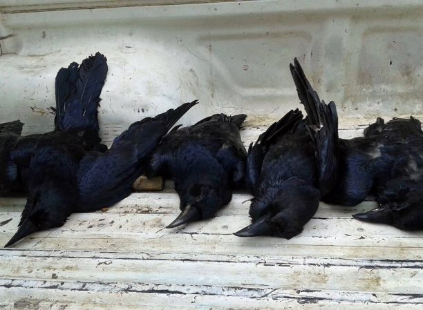 Πέλλα: Τέσσερα σκυλιά και τέσσερα κοράκια νεκρά από φόλες στο Καϊμακτσαλάν