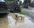 Έλεγχοι σε Χανιά, Ρέθυμνο, Ηράκλειο, Λασίθι για τις συνθήκες διαβίωσης των ζώων συντροφιάς