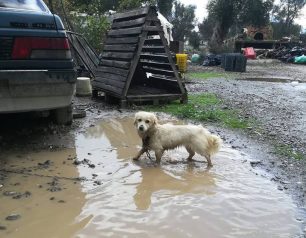 Έλεγχοι σε Χανιά, Ρέθυμνο, Ηράκλειο, Λασίθι για τις συνθήκες διαβίωσης των ζώων συντροφιάς