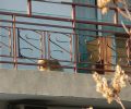 Σκύλος ζει μονίμως σε μπαλκόνι διαμερίσματος στο κέντρο της Λάρισας