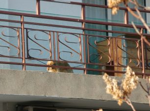 Σκύλος ζει μονίμως σε μπαλκόνι διαμερίσματος στο κέντρο της Λάρισας