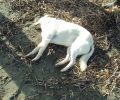 Ηλεία: Δύο αδέσποτα σκυλιά νεκρά από φόλες βρέθηκαν στην παραλία των Λεχαινών