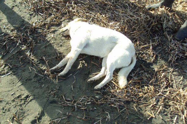 Ηλεία: Δύο αδέσποτα σκυλιά νεκρά από φόλες βρέθηκαν στην παραλία των Λεχαινών
