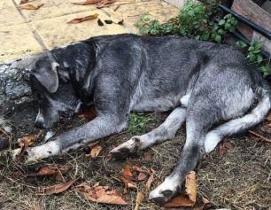 Ακόμα ένα σκυλί νεκρό από φόλα στην Λεπτοκαρυά Πιερίας