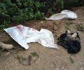 Λέσβος: Έσωσαν 4 κουτάβια που βρήκαν ζωντανά κλεισμένα σε τσουβάλι πεταμένα σε γκρεμό στις Μηλιές Πλωμαρίου (βίντεο)