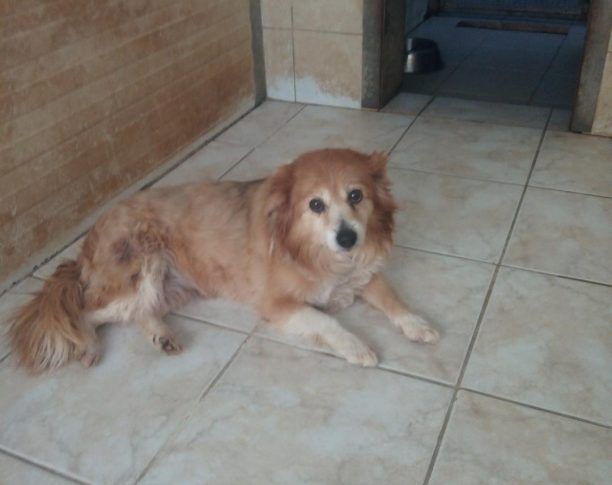 Χανιά: Εγκατέλειψε δύο φορές τον 11χρονο σκύλο της αν και το ζώο βρήκε τον δρόμο για το σπίτι του!