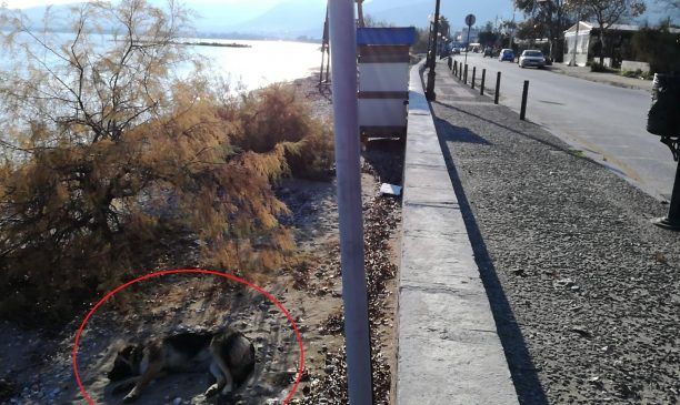 Έκκληση για την περίθαλψη τραυματισμένου σκύλου που κείτεται στην παραλία στον Μαραθώνα Αττικής