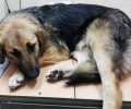 Μεταφέρθηκε σε κτηνιατρείο η σκυλίτσα που βρέθηκε τραυματισμένη στην παραλία του Μαραθώνα Αττικής