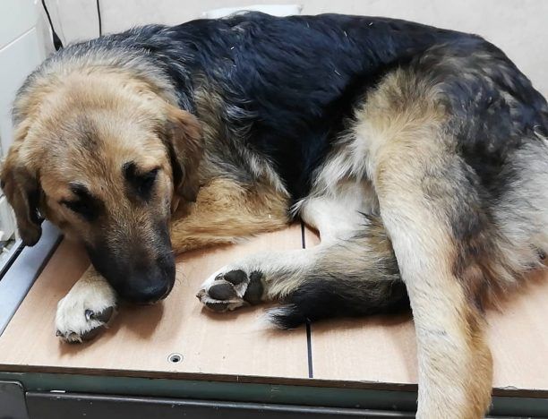 Μεταφέρθηκε σε κτηνιατρείο η σκυλίτσα που βρέθηκε τραυματισμένη στην παραλία του Μαραθώνα Αττικής