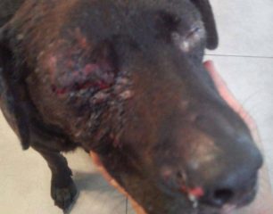 Τυφλός έμεινε ο σκύλος που πυροβολήθηκε στο κεφάλι στον Μαρκόπουλο Αττικής