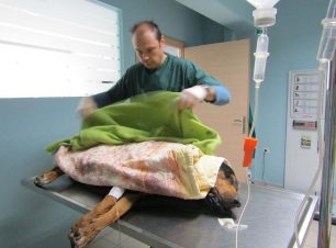 Αδέσποτος σκύλος πέθαινε από φόλα μπροστά στη φάτνη στη Μαρώνεια Ροδόπης