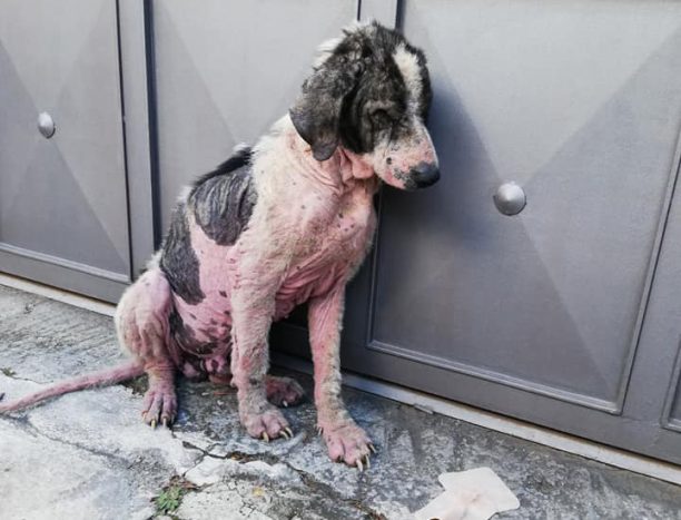 Αναζητούν τον άρρωστο σκύλο που περιφέρεται στο Ηράκλειο Αττικής