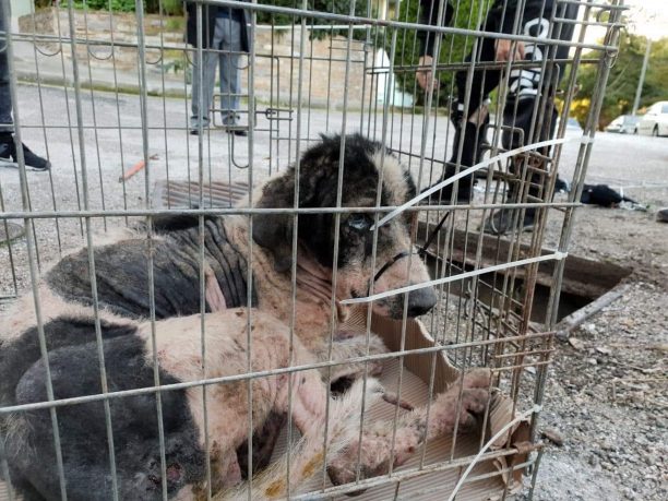 Έσωσαν τον άρρωστο και εξαθλιωμένο σκύλο που βρέθηκε στη Νέα Ιωνία Αττικής (βίντεο)