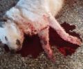 Κατήγγειλε τον κυνηγό που πυροβόλησε και σκότωσε έναν αδέσποτο σκύλο για πλάκα στη Νιγρίτα Σερρών