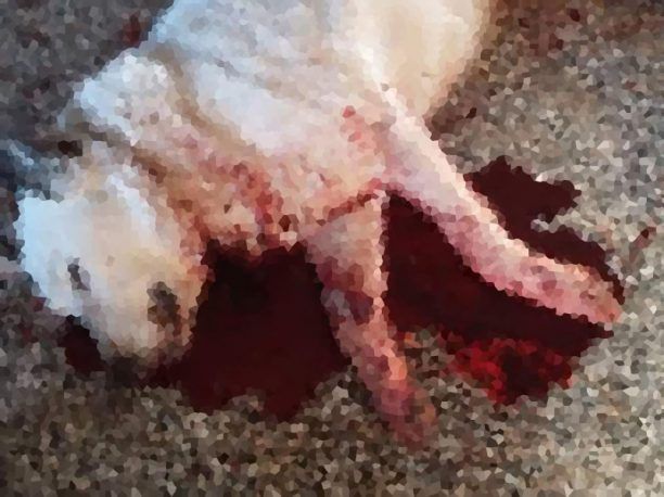 Κατήγγειλε τον κυνηγό που πυροβόλησε και σκότωσε έναν αδέσποτο σκύλο για πλάκα στη Νιγρίτα Σερρών