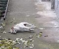 Με φόλες δηλητηρίασαν όλα τα αδέσποτα σκυλιά στη Νίκαια Λάρισας