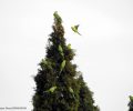 Παπαγάλοι – στολίδια στα δέντρα του πάρκου Τρίτση στο Ίλιον Αττικής