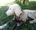 ﻿Καταδικάστηκε ο άνδρας που εγκατέλειψε σκελετωμένο σκύλο στην Περδικοράχη Τρικάλων το 2017 (βίντεο)