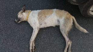 Τρία σκυλιά νεκρά από φόλες στην Περίσταση Πιερίας