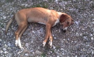 Σκύλος νεκρός από φόλα στο Πλουτοχώρι Ηλείας