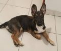 Χάθηκε μικρόσωμος αρσενικός σκύλος που μοιάζει με Γερμανικό Ποιμενικό στον Περισσό Αττικής