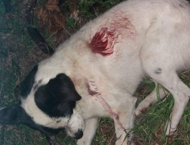 Βρήκε αδέσποτο σκύλο πυροβολημένο στο Ριζάρειο Τρικάλων