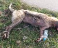 Ροδοτόπι Ιωαννίνων: Βρήκε τον σκύλο νεκρό με δεμένα τα πόδια