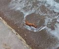 Σάμος: Βρήκε ξανά νεκρή γάτα στην παραλία στο Ηραίον