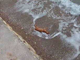 Σάμος: Βρήκε ξανά νεκρή γάτα στην παραλία στο Ηραίον
