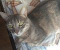 Χάθηκε θηλυκή γάτα στον Σταθμό Λαρίσης στην Αθήνα