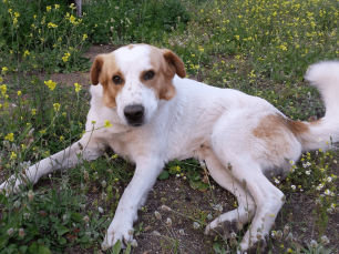 Χάθηκε αρσενικός σκύλος στο Λουτράκι