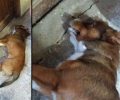 Βρήκε τον σκύλο του δηλητηριασμένο από φόλα στη Στύψη Λέσβου