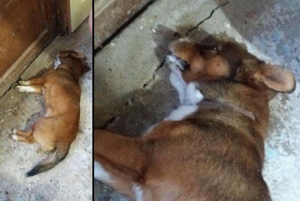 Βρήκε τον σκύλο του δηλητηριασμένο από φόλα στη Στύψη Λέσβου