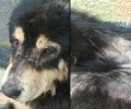 Έκκληση για τον άρρωστο σκύλο που ζει σε στρατόπεδο του Βαρνάβα Αττικής