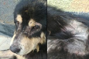 Έκκληση για τον άρρωστο σκύλο που ζει σε στρατόπεδο του Βαρνάβα Αττικής
