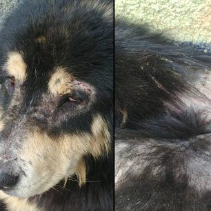 Έκκληση για τον άρρωστο σκύλο που ζει σε στρατόπεδο του Βαρνάβα Αττικής 8 VarnavasArrostosSkylos 0