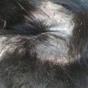 Έκκληση για τον άρρωστο σκύλο που ζει σε στρατόπεδο του Βαρνάβα Αττικής 4 VarnavasArrostosSkylos 4