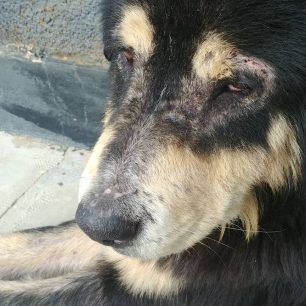 Έκκληση για τον άρρωστο σκύλο που ζει σε στρατόπεδο του Βαρνάβα Αττικής 3 VarnavasArrostosSkylos 5