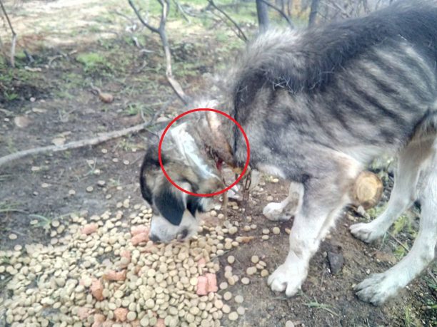 Έσωσαν σκύλο που κάποιος βασάνισε και εγκατέλειψε χωρίς τροφή-νερό σε ορεινή περιοχή στο Ζεμενό Κορινθίας (βίντεο)